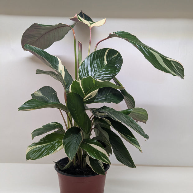 Calathea Princess Dalya | Pink & Purple Prayer Plant | House Plant Shop