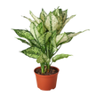 Chinese Evergreen 'First Diamond'