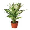 Chinese Evergreen 'First Diamond'