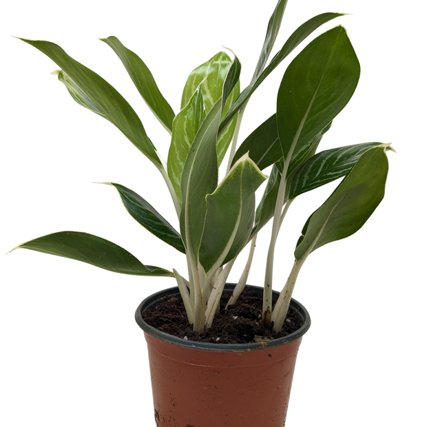 Chinese Evergreen Snow Cap | Low-Light Silver Foliage Plant | House Plant Shop