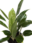 Chinese Evergreen Snow Cap | Low-Light Silver Foliage Plant | House Plant Shop
