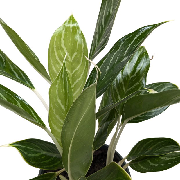 Chinese Evergreen Snow Cap | Low-Light Silver Foliage Plant | House Plant Shop