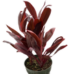 Cordyline 'Calypso Queen'
