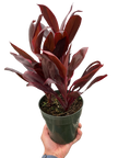 Cordyline 'Calypso Queen'