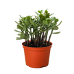 Succulent Crassula 'Jade'