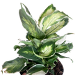 Dieffenbachia 'Cool Beauty'