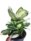 Dieffenbachia 'Cool Beauty'