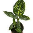 Dieffenbachia 'Reflector'