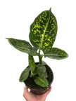 Dieffenbachia 'Reflector'