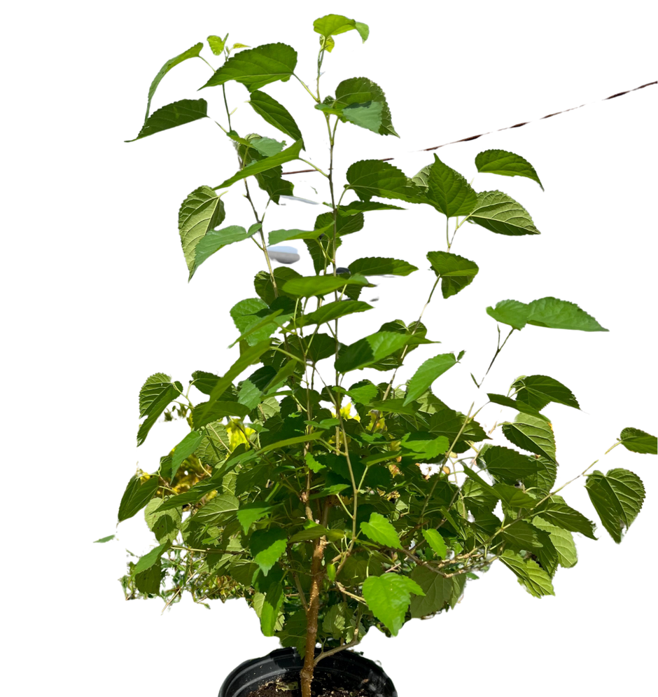 ED Mulberry