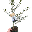 Common Olive Tree (Olea europaea)