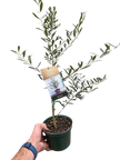 Common Olive Tree (Olea europaea)