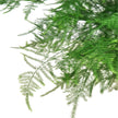 Fern Asparagus 'Plumosa'