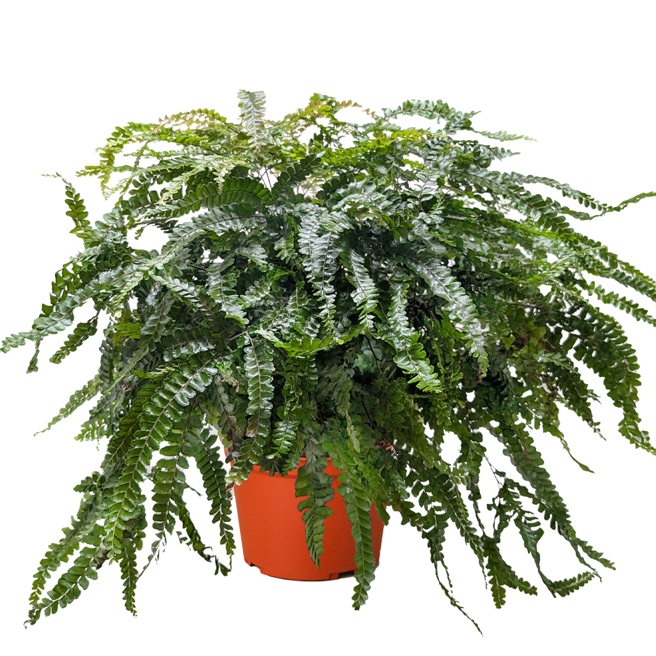 Fern Rosy Maidenhair
