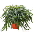 Fern Rosy Maidenhair