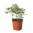 Ficus Elastica 'Triangularis' Variegated