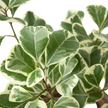Ficus Elastica 'Triangularis' Variegated