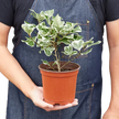 Ficus Elastica 'Triangularis' Variegated