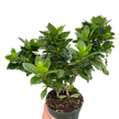 Gardenia 'Bush'
