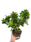 Gardenia 'Bush'