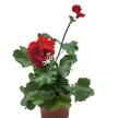 Geranium Red