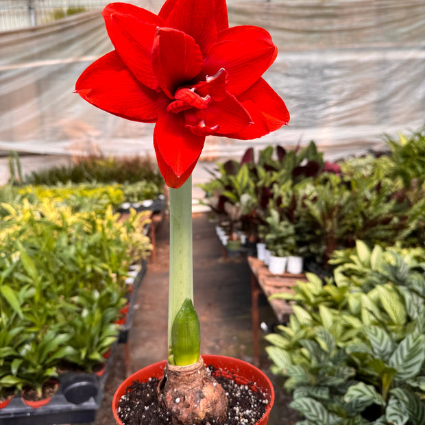 Hippeastrum Amaryllis Red | Red Amaryllis Bulb | Large Trumpet Flowers | House Plant Shop