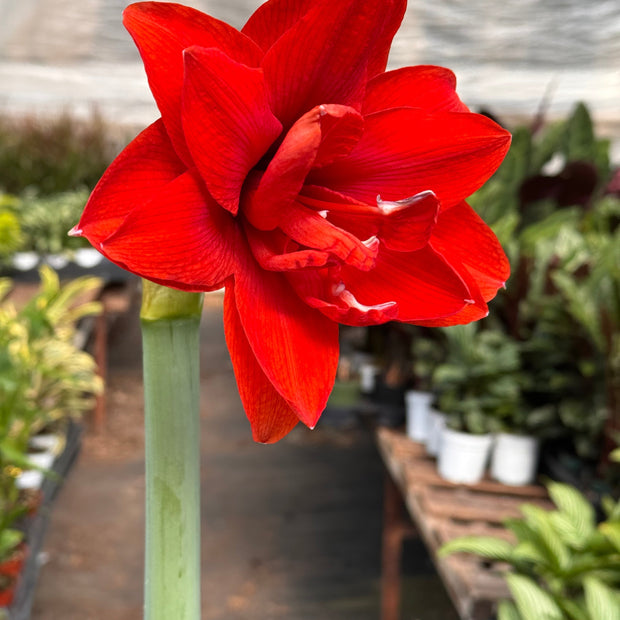 Hippeastrum Amaryllis Red | Red Amaryllis Bulb | Large Trumpet Flowers | House Plant Shop