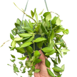Hoya 'Burtoniae'