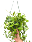 Hoya 'Burtoniae'