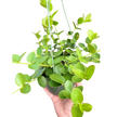 Hoya Cumingiana