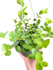 Hoya Cumingiana