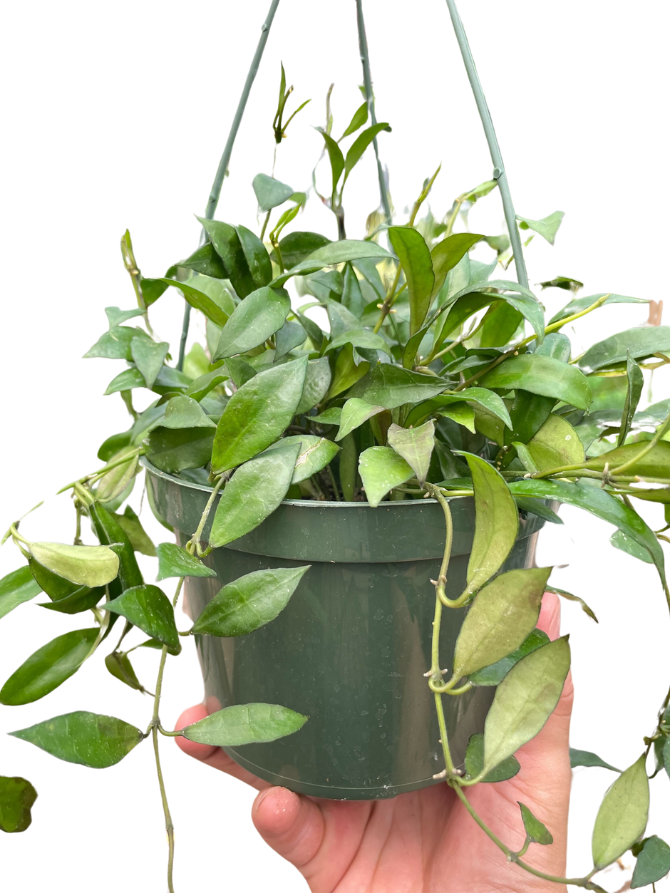 Hoya 'Lacunosa'
