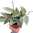 Hoya Macrophylla Variegated