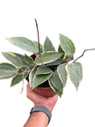 Hoya Macrophylla Variegated