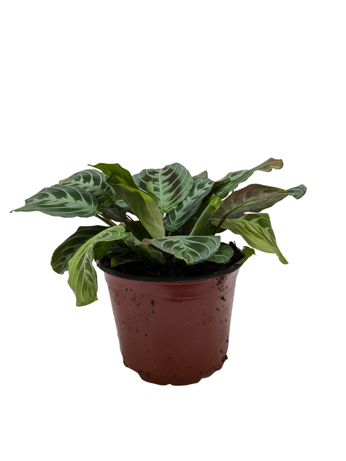 Maranta Black | Black Prayer Plant with Moving Leaves | House Plant Shop
