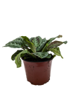 Maranta Black | Black Prayer Plant with Moving Leaves | House Plant Shop