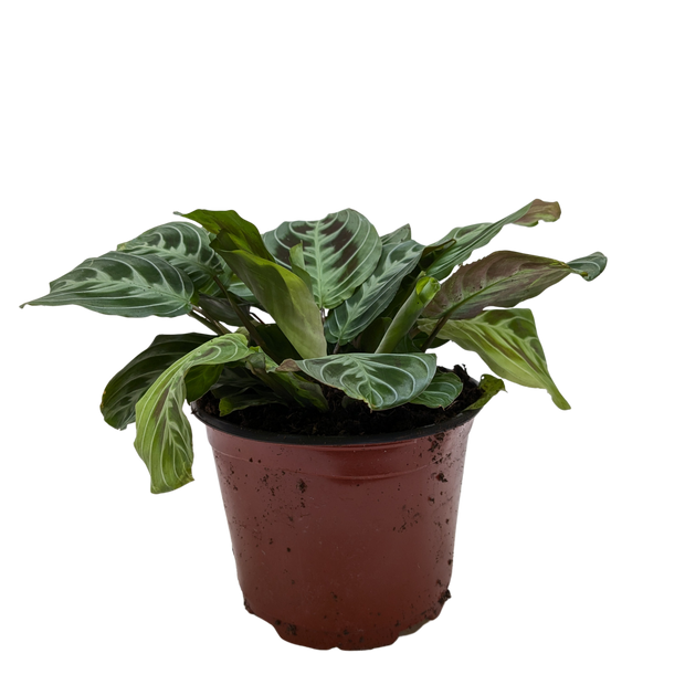 Maranta Black | Black Prayer Plant with Moving Leaves | House Plant Shop