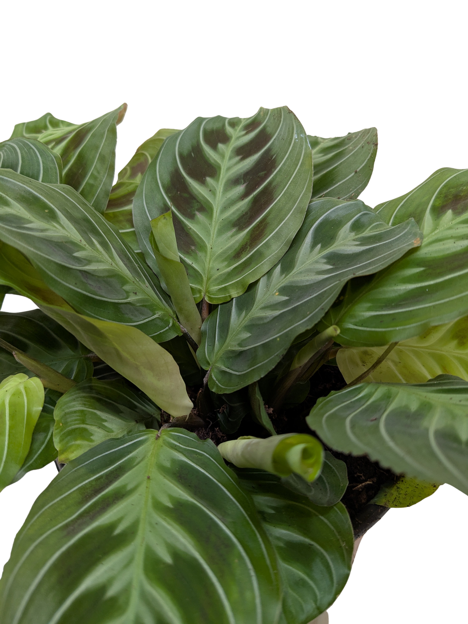 Maranta Black | Black Prayer Plant with Moving Leaves | House Plant Shop