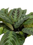 Maranta Black | Black Prayer Plant with Moving Leaves | House Plant Shop