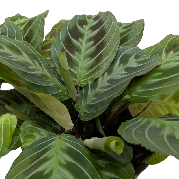Maranta Black | Black Prayer Plant with Moving Leaves | House Plant Shop