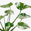 Monstera 'Thai Constellation'