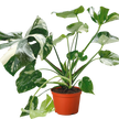Monstera 'Thai Constellation'