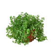 Nettle 'Baby's Tear'
