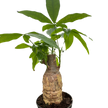 Money Tree 'Guiana Chestnut' Pachira Stump