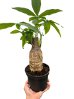 Money Tree 'Guiana Chestnut' Pachira Stump