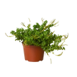 Peperomia 'Axillaris'