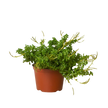 Peperomia 'Axillaris'