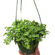 Peperomia Deppeana