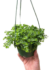 Peperomia Deppeana
