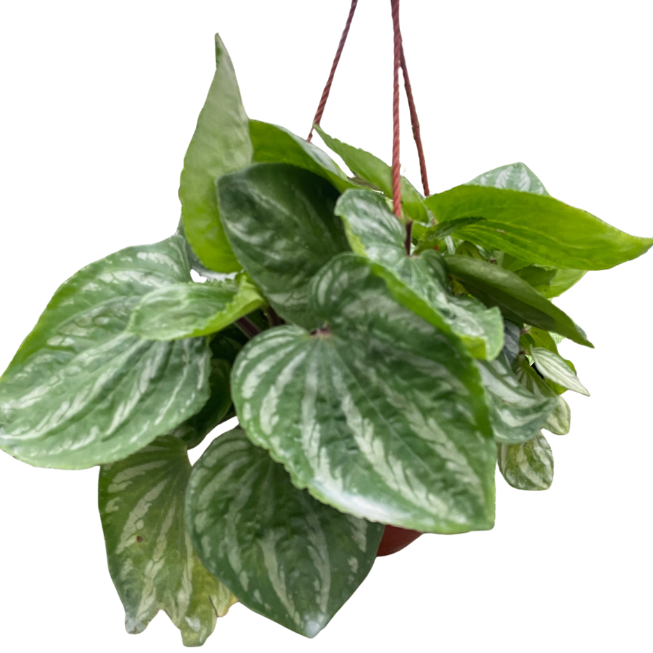 Peperomia Ecuador